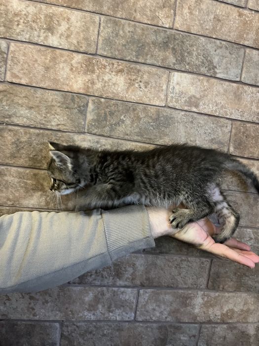 Віддам котиків в добрі руки