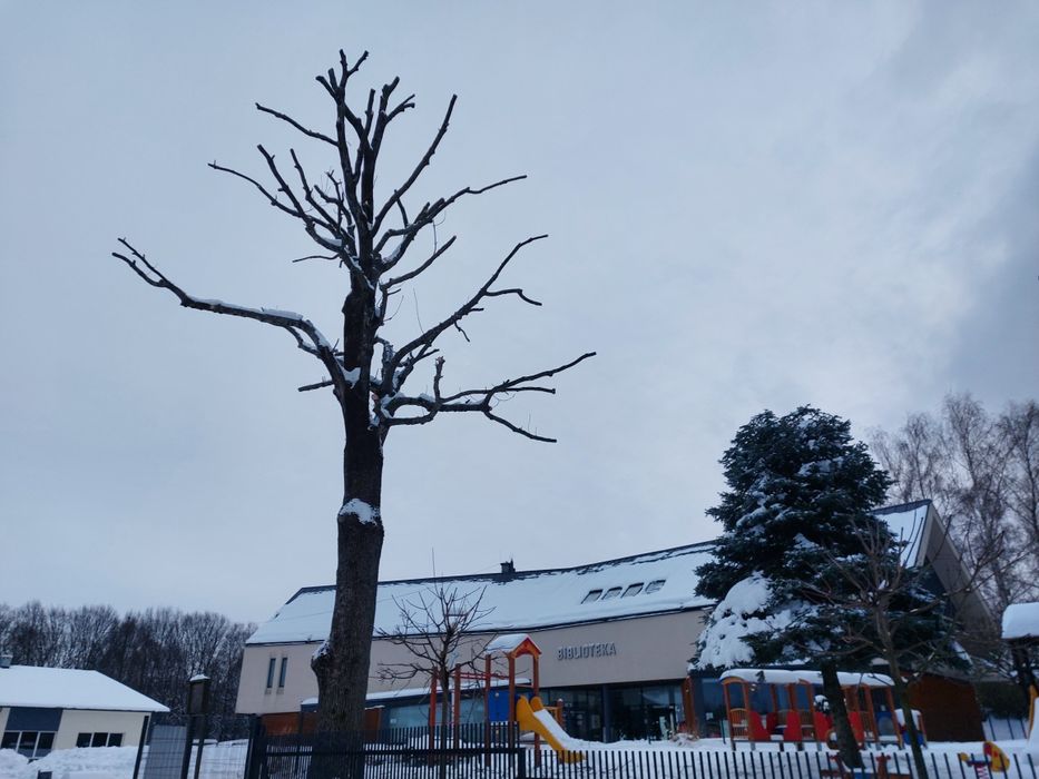 Wycinka Przycinka w trudno dostępnych miejscach podnośnik koszowy