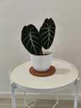 Alocasia Ninja // planta interior rara