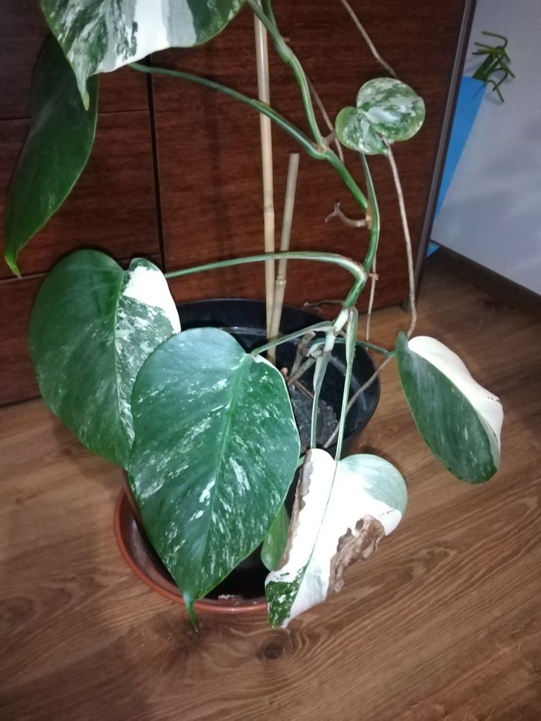 Monstera Variegata 14 liści