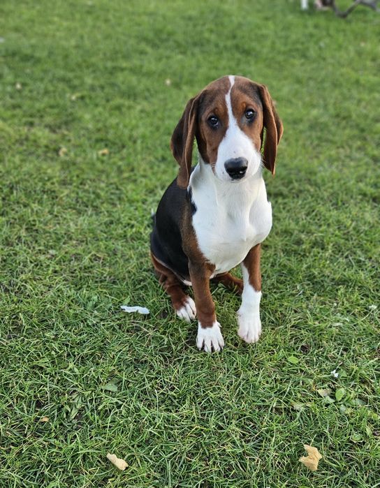 Gończy Serbski Trójkolorowy (posokowiec  Gończy Polski) szczeniaki