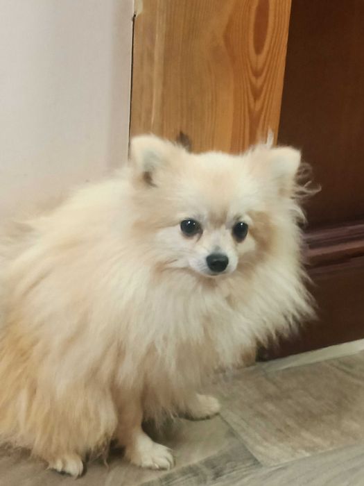 Szpic miniaturowy-Pomeranian -Piesek