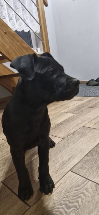 Pilnie szuka nowego domu American Pit Bull Terrier czarny