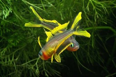 Нанорибки для невеликого акваріуму