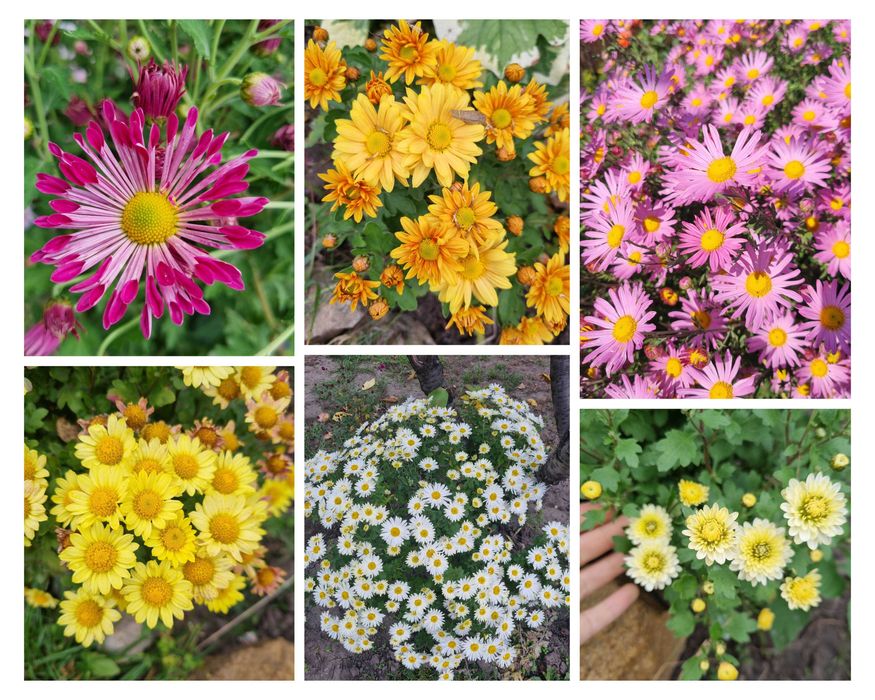 Рудбекия многолетняя махровая тысячелистник хризантемы