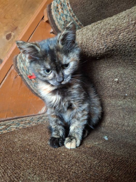 Віддам в хороші руки