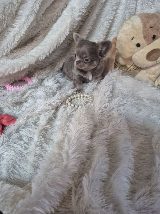 Chihuahua Macho De Bolso  Pêlo Comprido LOP Criadora Registada PT 3088