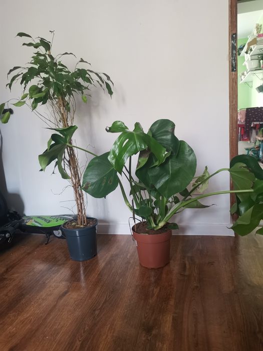 Duży fikus i monstera