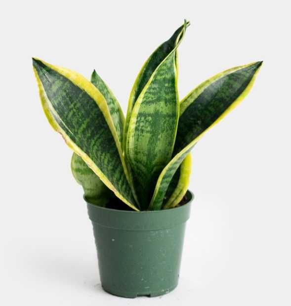 Сансевьера (сансевиерия) Лауренти / Sansevieria Laurentii