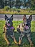 Petsitting, dogwalking e treino canino
