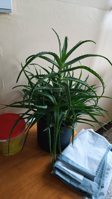 Aloes kwiat w doniczce