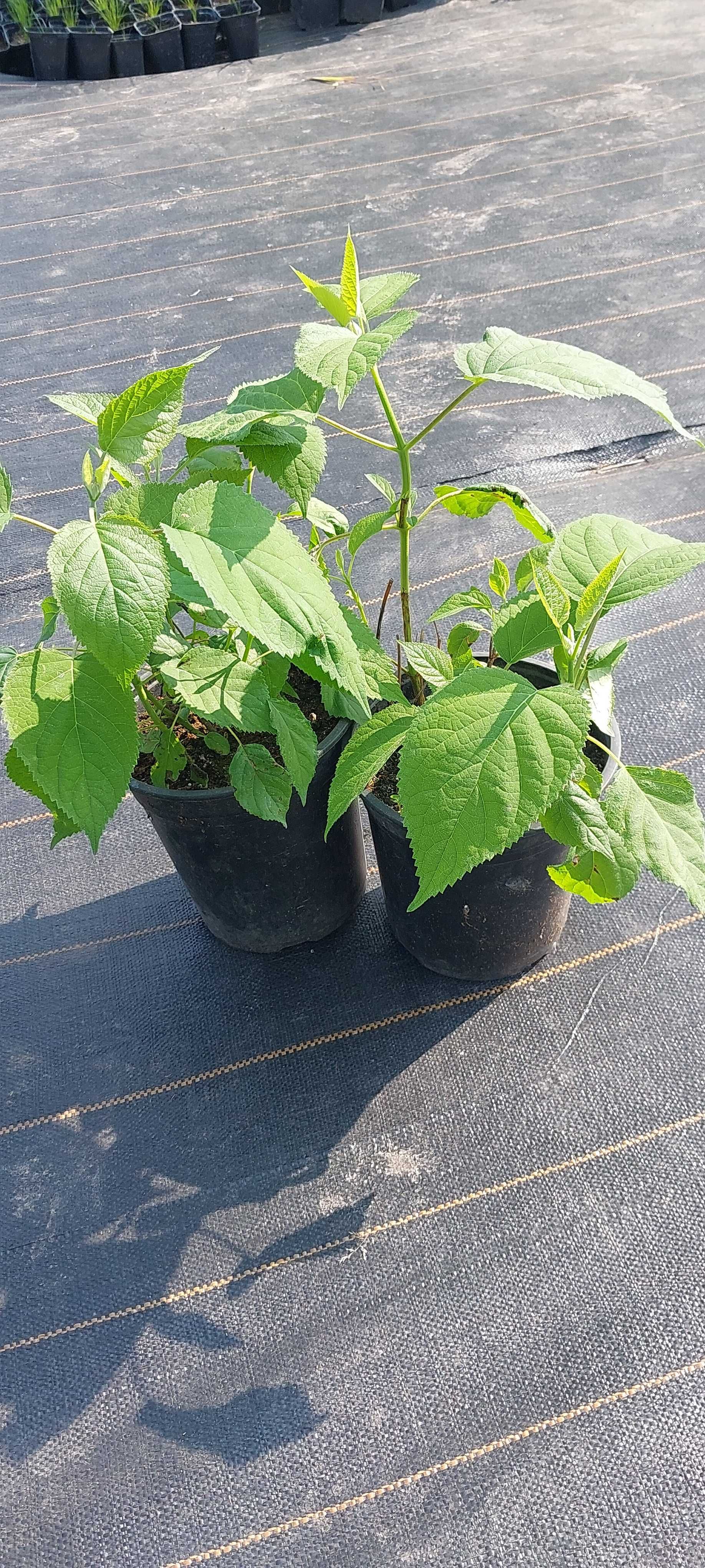 Hortensje Limenligt, Vanilla Frace, Anabelle
