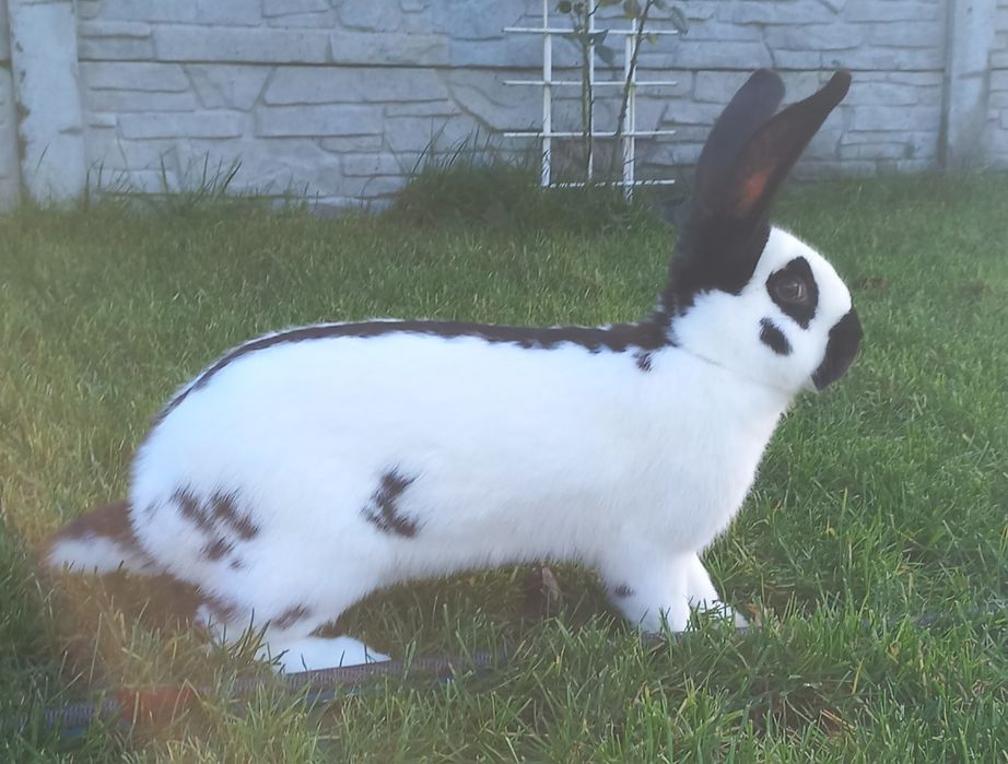 Srokacz niemiecki samiec