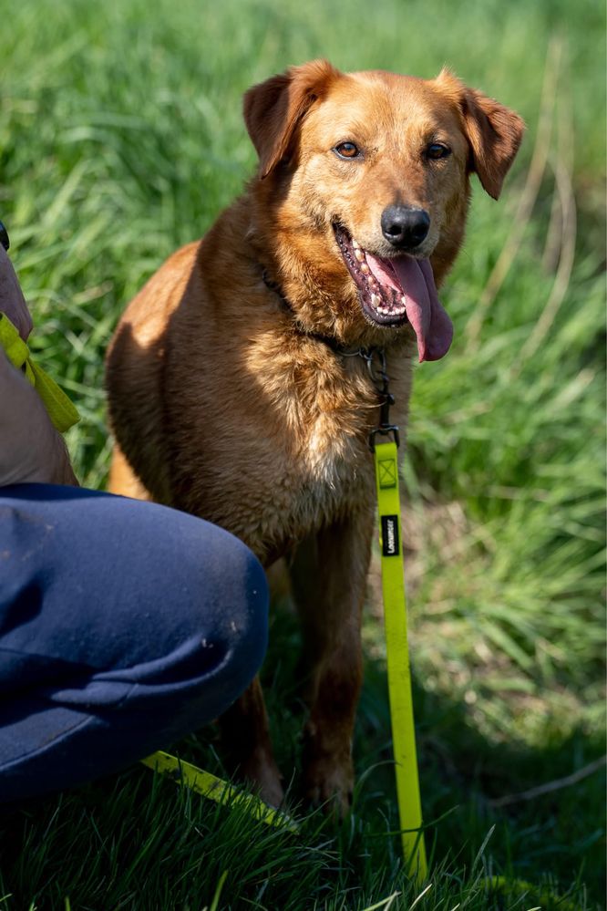 Simon, pies w typie golden, labrador retriever