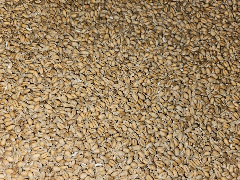 pszenica ozima zbiór 2024