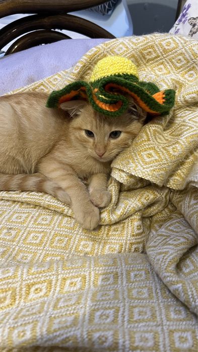 Найкрасивіша кішка з кісточками на вухах