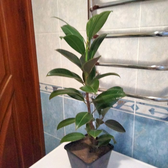 Продам фікус (висота з горщиком - 70 см)