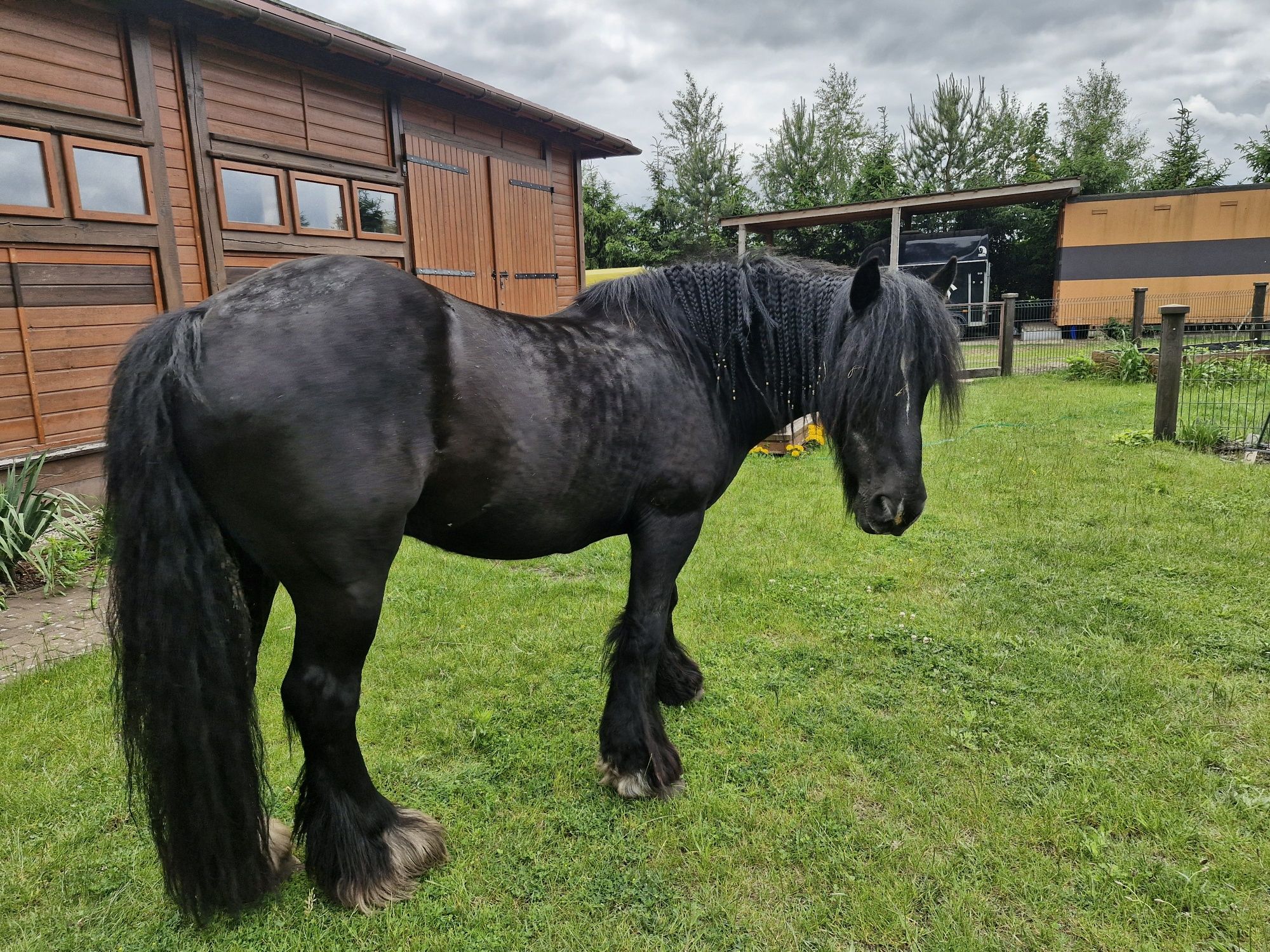 Wałach tinker gypsy cob  -rezerwacjia do 20 lipca.