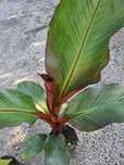 Bananowiec Musa Basjoo, Maurelli, Lasiocarpa/egzotyk/ogród/taras