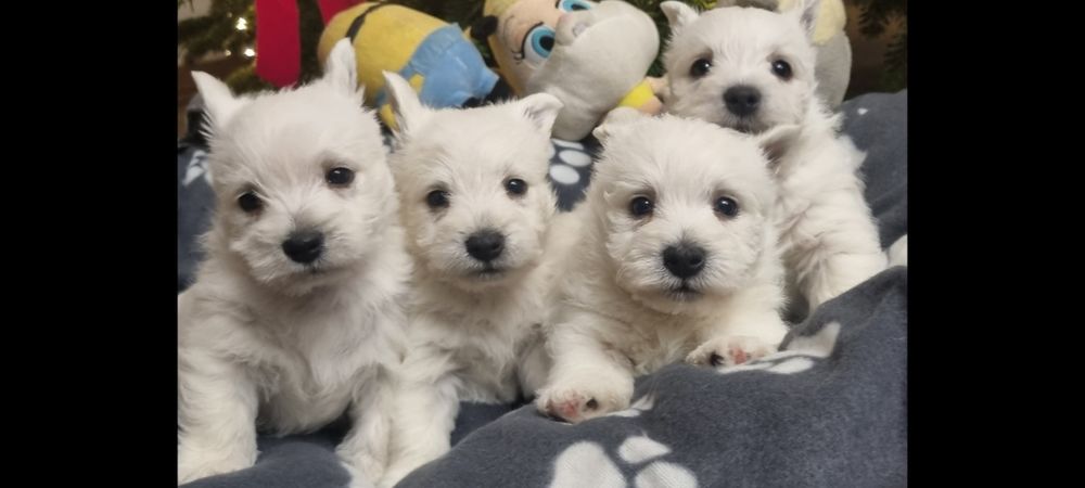 West Highland White Terrier- suczka