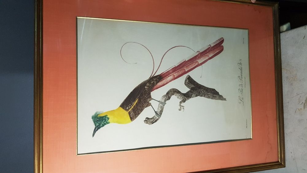 Quadros Aves pintados à mão