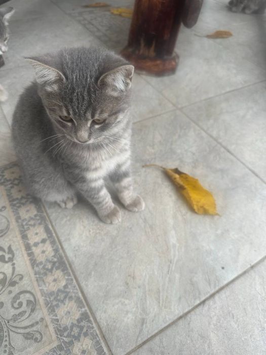 Бесплатно котетки