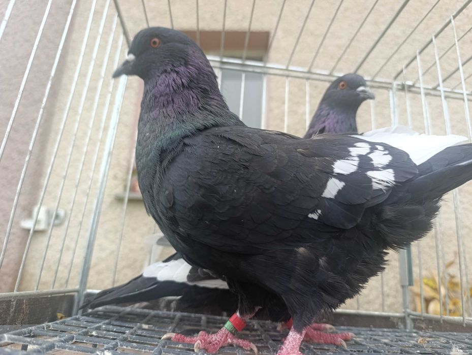 Ryś, rysie czarne, gołębie ozdobne, wysyłam