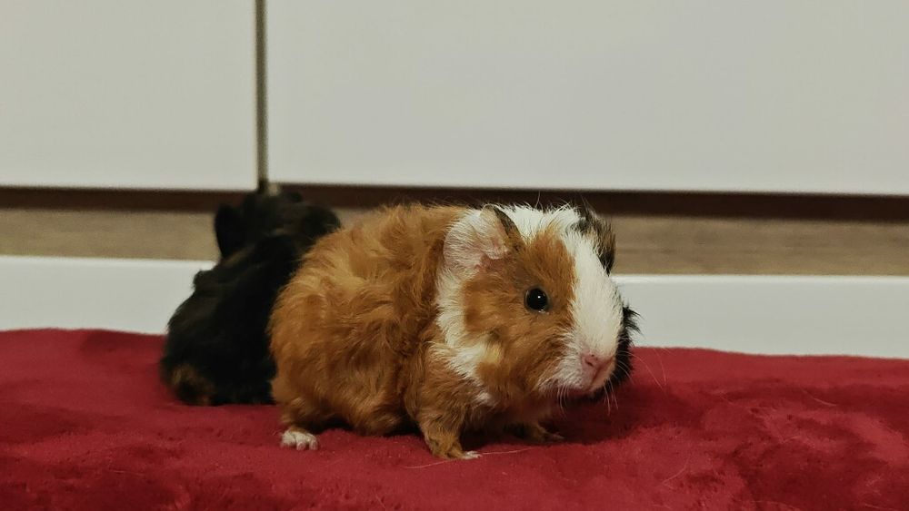 Świnki morskie Teddy