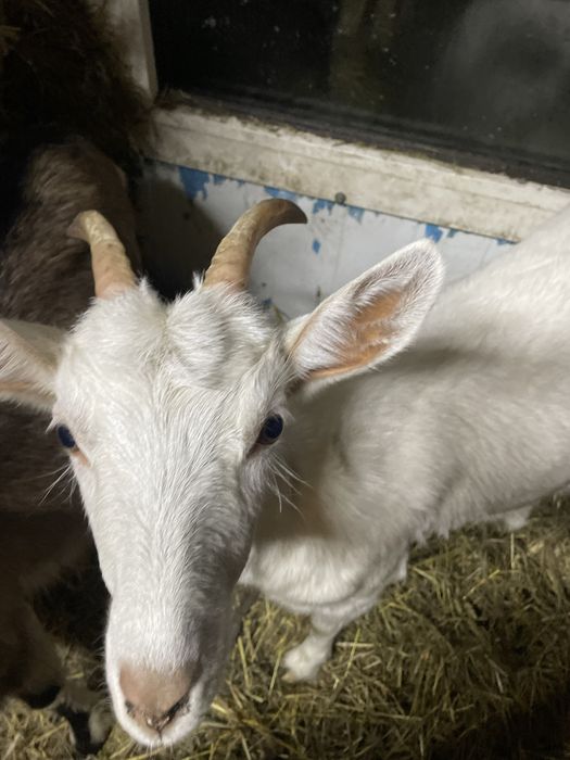 Sprzedam bardzo ładnego koziołka już kryje .