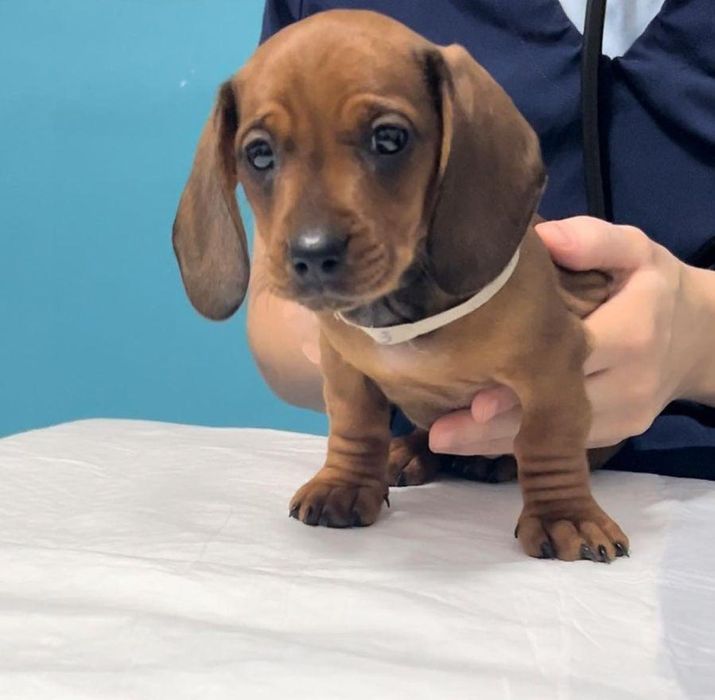 Рудий хлопчик такси