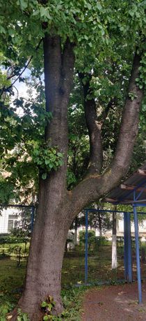 Дерево черешня безкоштовно під сруб