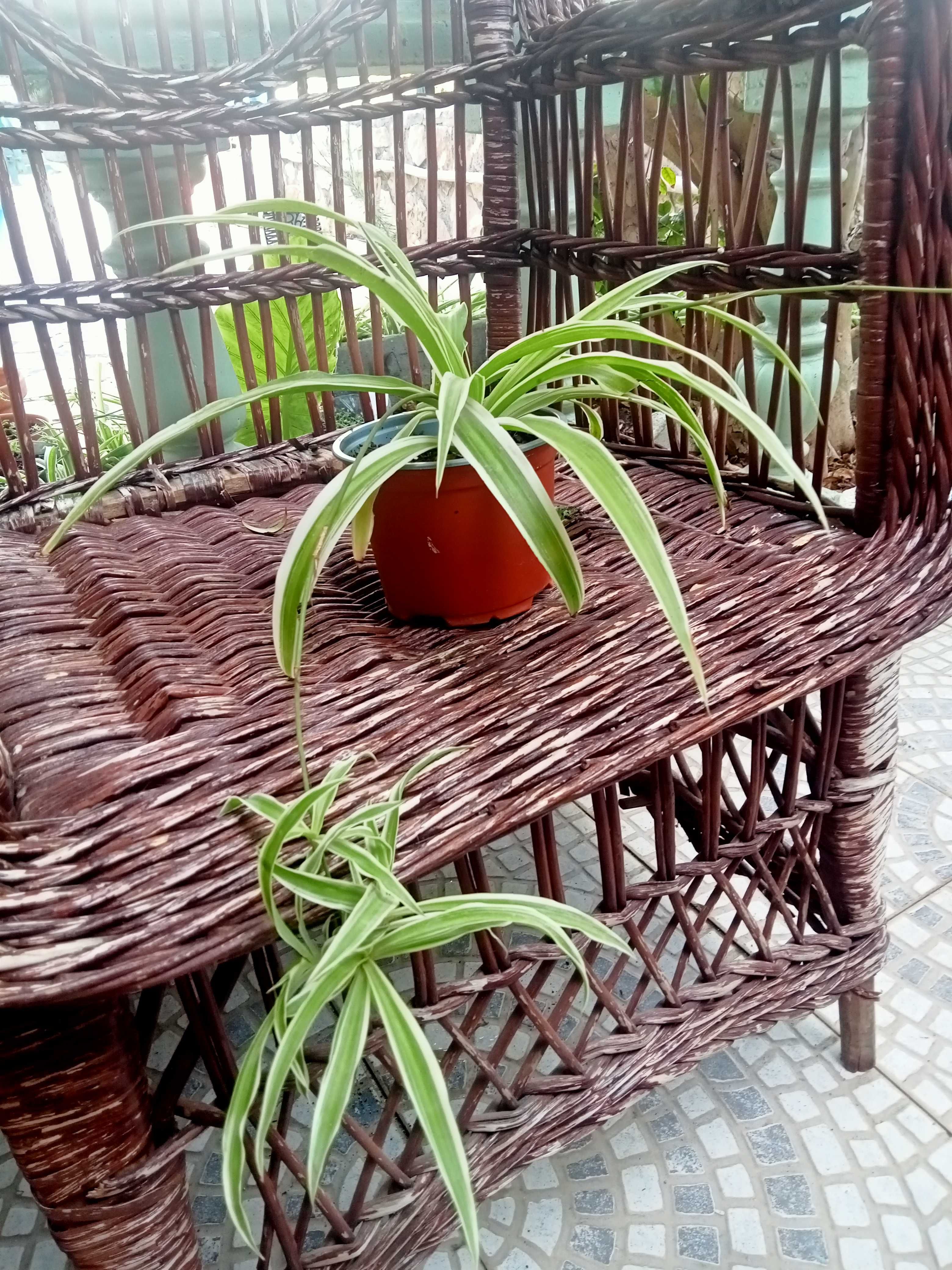 Clorofito - Clorophytum comosum