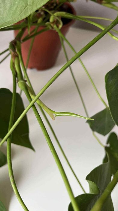 Duże anturium anthurium kwiat roślina