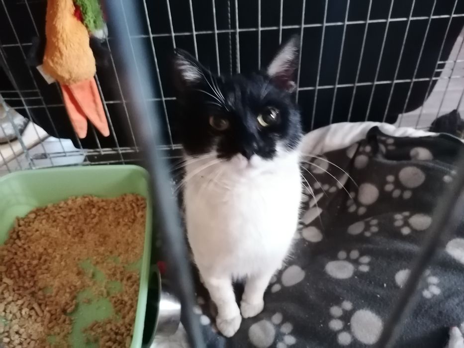 Kocurek Zorro do adopcji