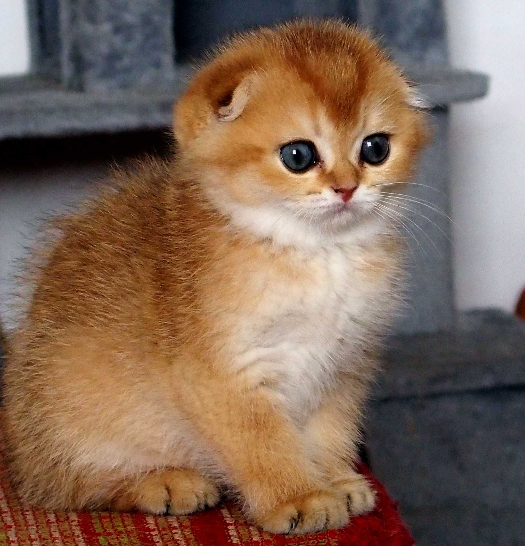 Kotka Szkocki Zwisłouchy PZF. WCF Scottish Fold Złota Szynszyla