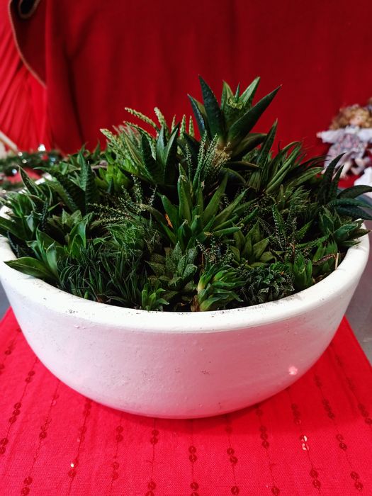 Велика композиція із сукулентів італійська. Вазон декор подарунок