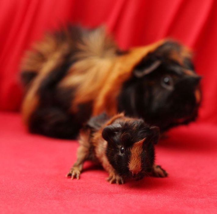 Морские свинки малейшие