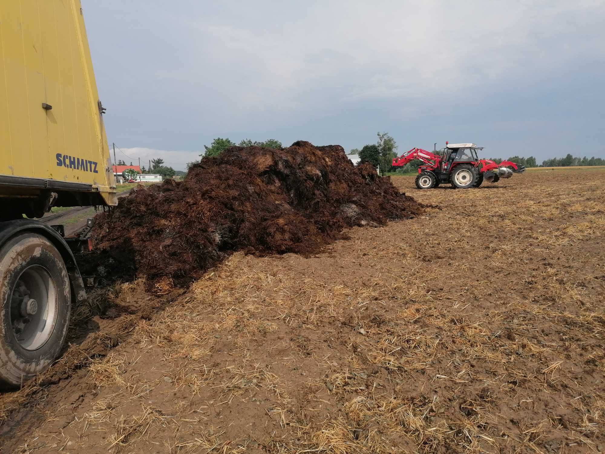 Obornik kurzak bydlecy koński świński. Możliwość rozrzucenia