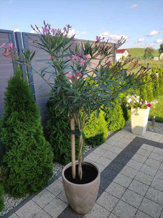 Oleander  pospolity roślina,
