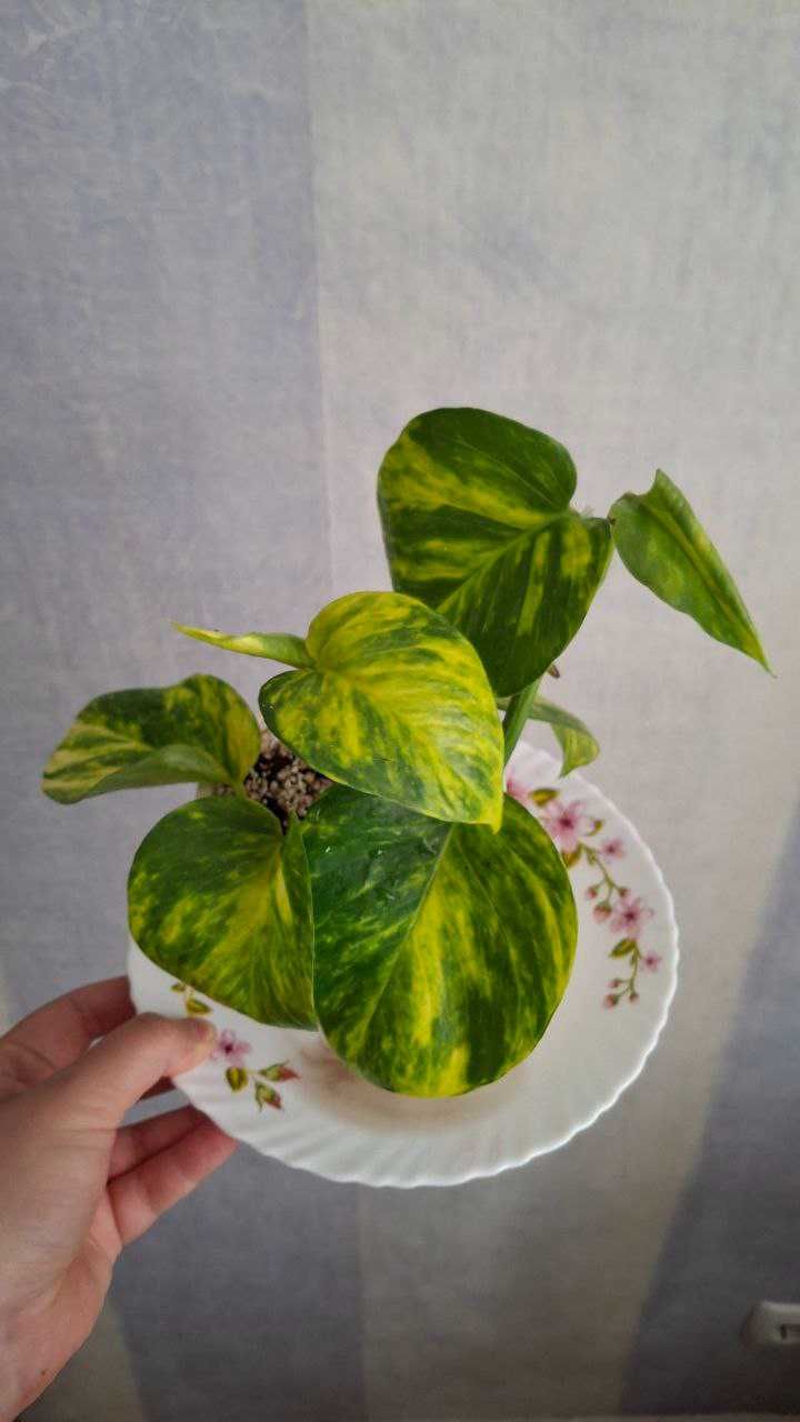 Набір епіпремнум marble queen,хеппі ліф,неон,Ауреум,филодендрон Бразіл