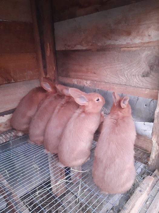 Кролики  НЗК Каліфорнія