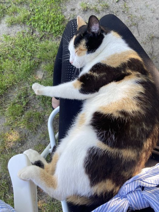 2-letnia kotka po sterylizacji do adopcji