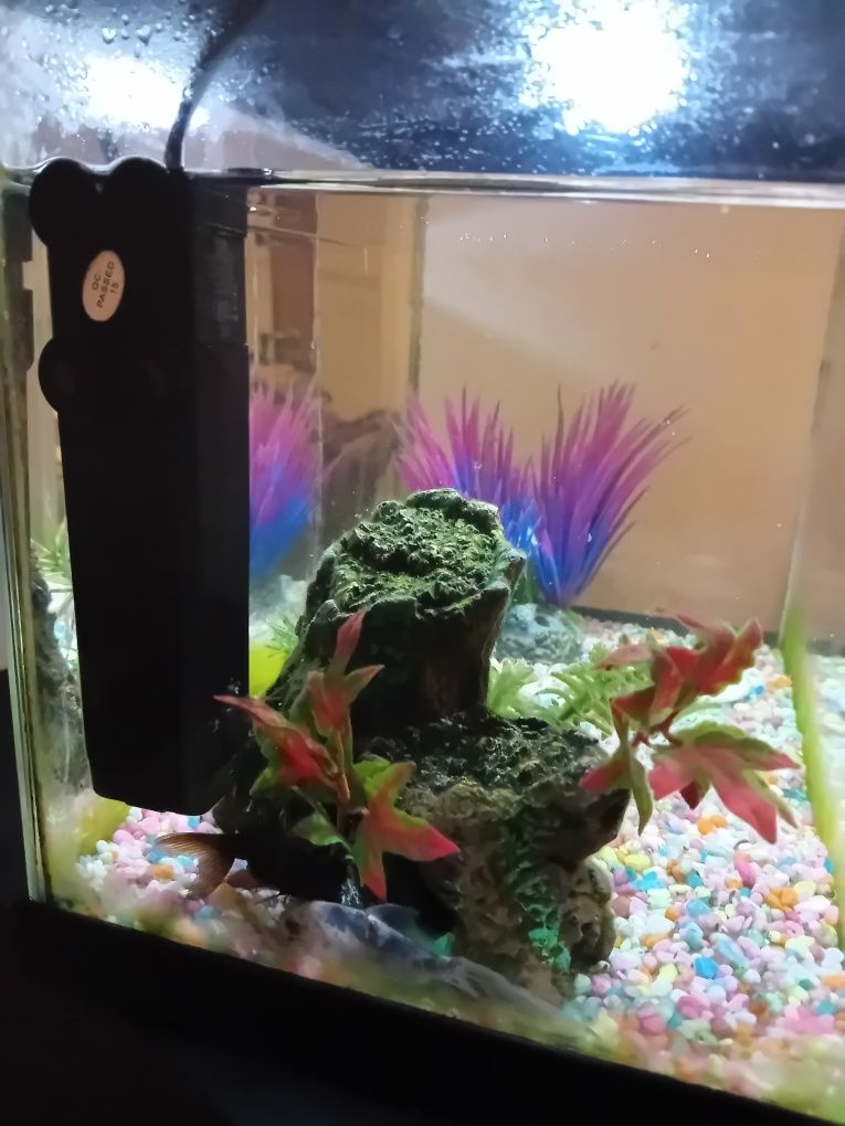 Aquário completo + 2 peixes