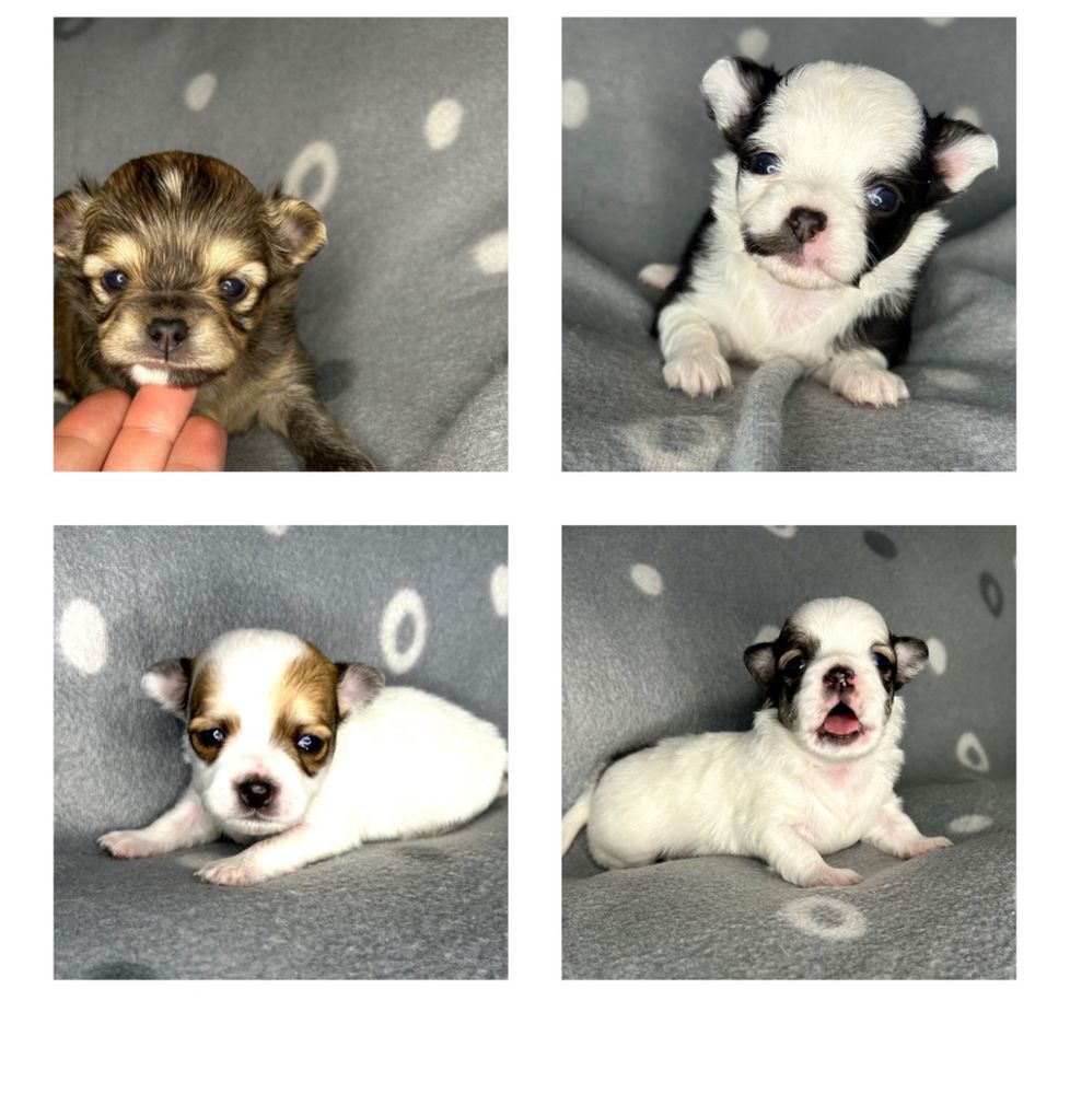Reproduktor Chihuahua