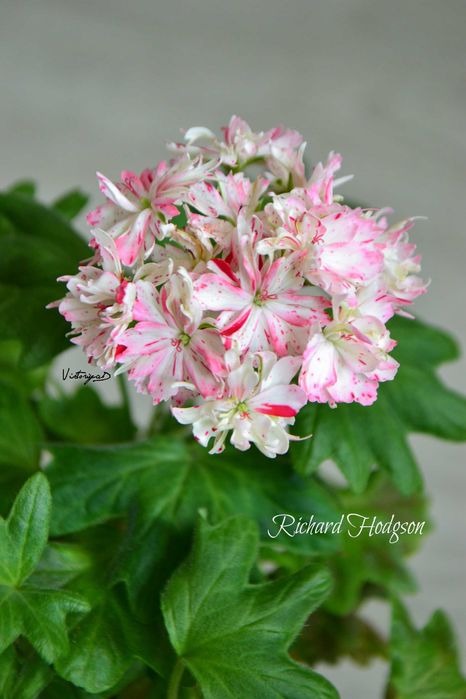 Пеларгония Richard Hodgson куст