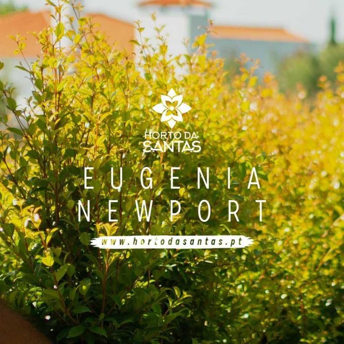 Eugênia Myrtifolia Newport - 50/100cm