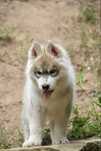 Wybitnie obiecujący biało-szary piesek Siberian Husky FCI