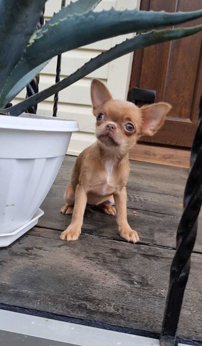 Солоденька цукерочка