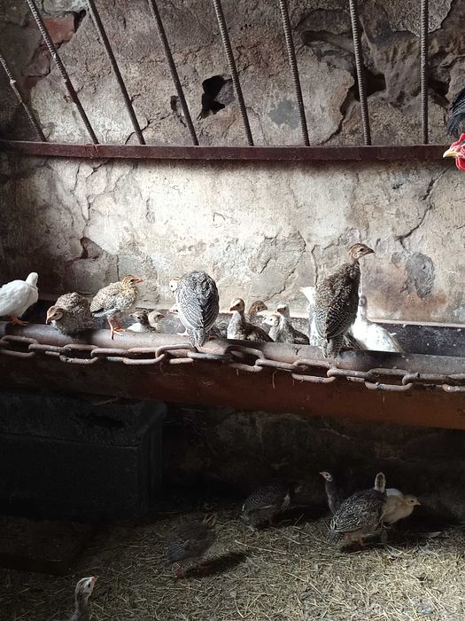 Sprzedam młode kaczki i perliczki