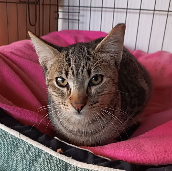 Gatinhos para adoção